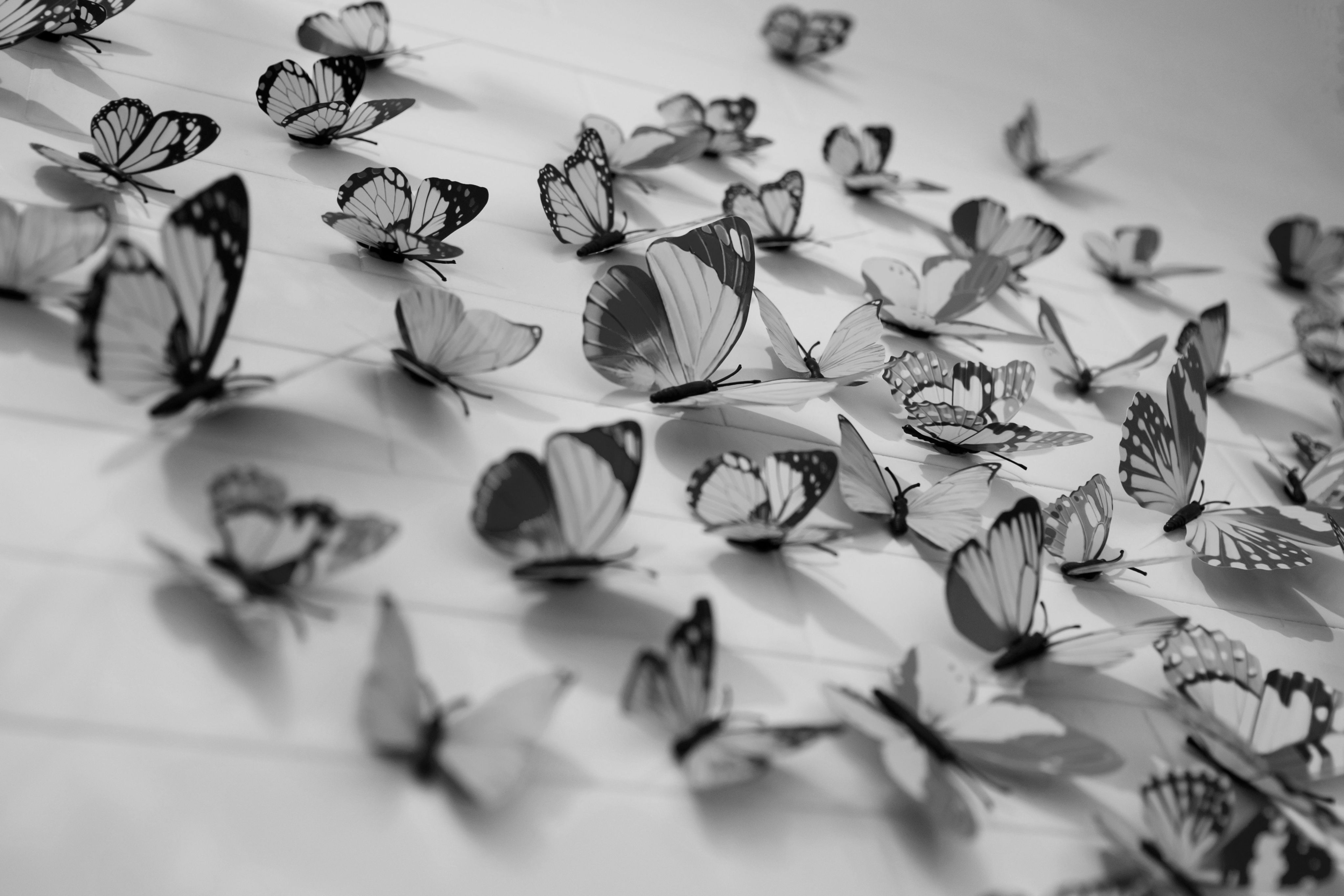 close-up photography of assorted-color butterflies